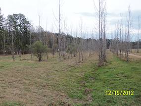 Trees Photo